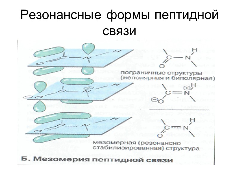 Резонансные формы пептидной связи